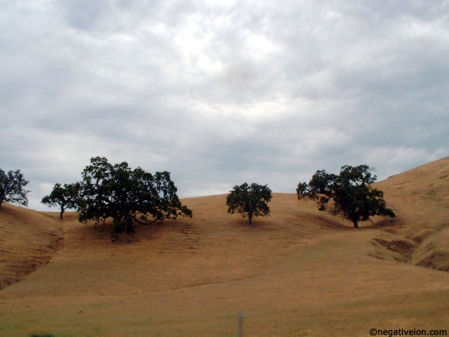 trees